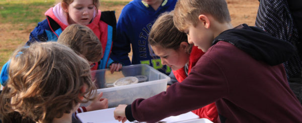 students looking at bugs
