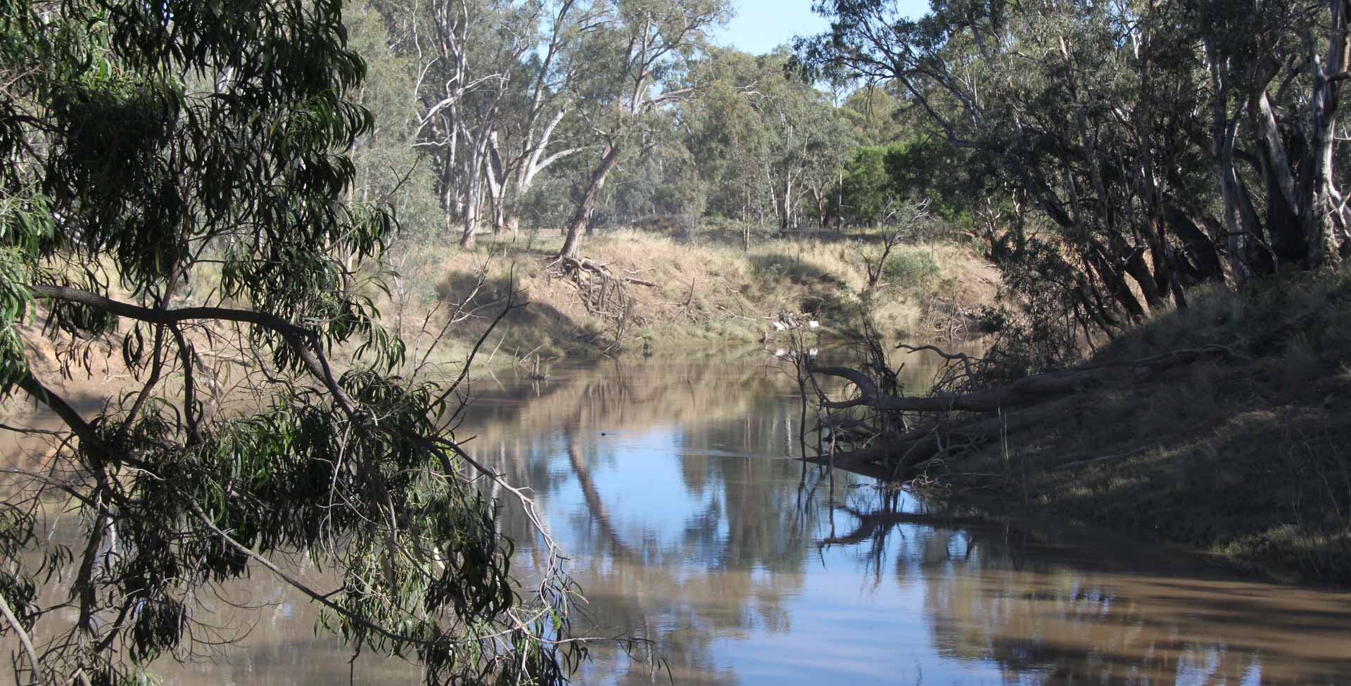 river and red gums