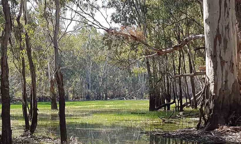 barmah flood plain with red gums