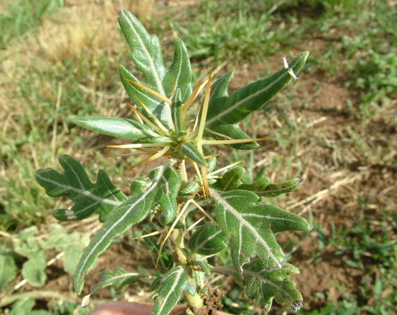 Moira Weeds Control Project 2019/20