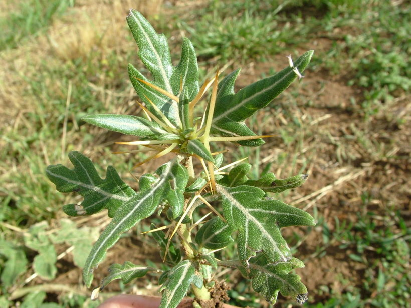 Moira Weeds Control Project 2019/20